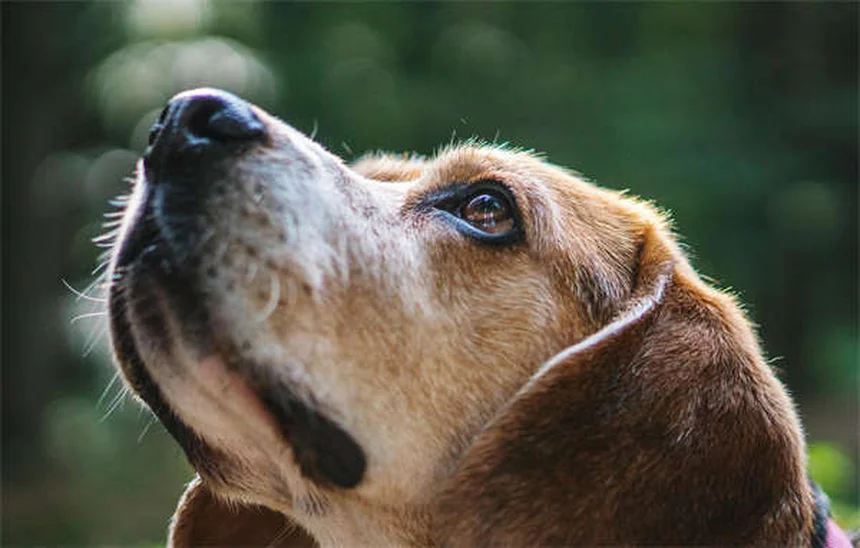 Dog Hot Spots: 5 Fast Treatments That Actually Work