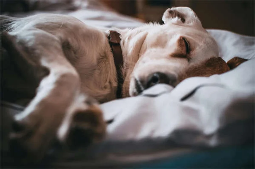 Dog Hot Spots: 5 Fast Treatments That Actually Work