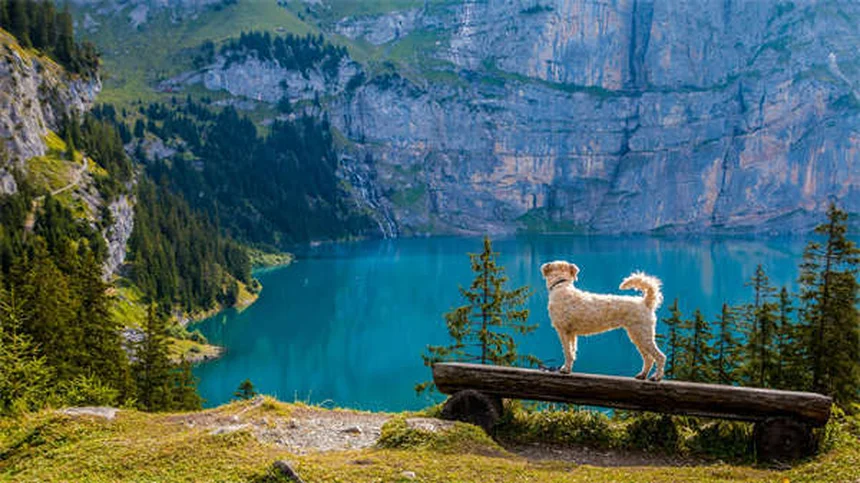 5 Shocking Ways Secondhand Smoke Harms Your Pets (And How to Protect Them)