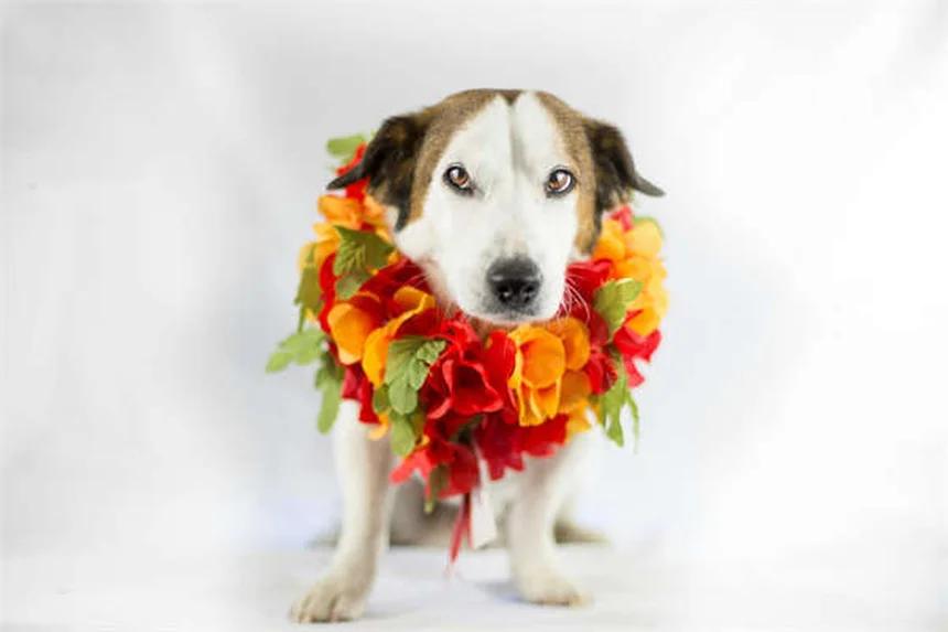 5 Shocking Ways Secondhand Smoke Harms Your Pets (And How to Protect Them)
