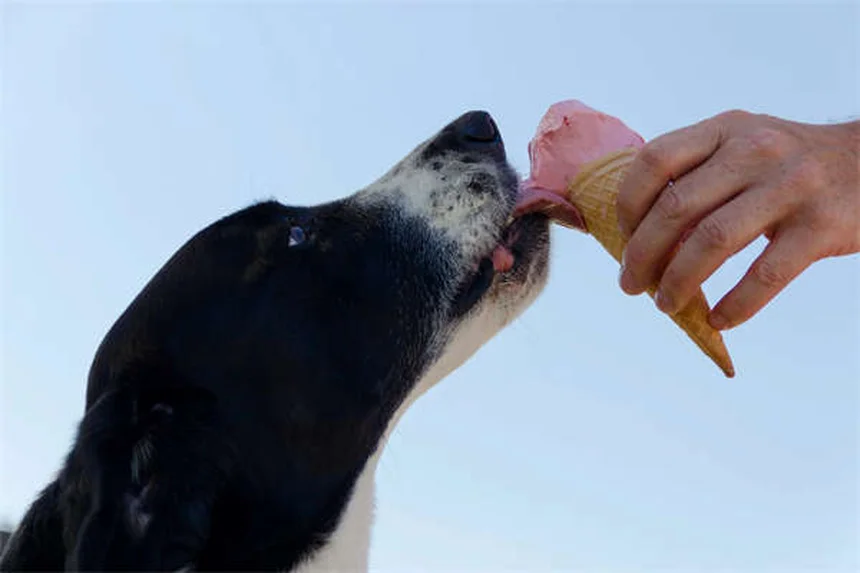 How to Introduce Two Dogs Safely: A Step-by-Step Guide