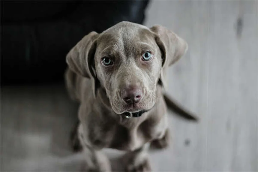 How to Introduce Two Dogs Safely: A Step-by-Step Guide