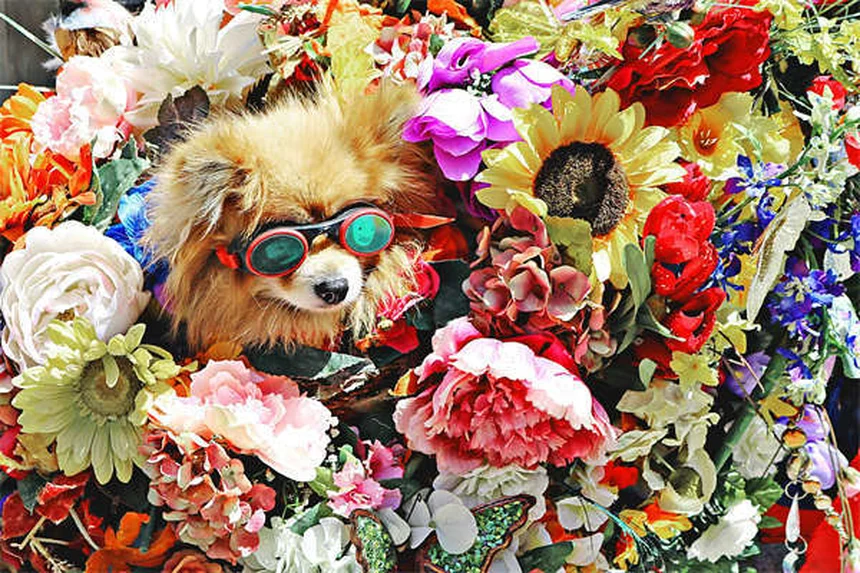 Best Puppy Food: 7 Nutrition Tips for Your Growing Dog