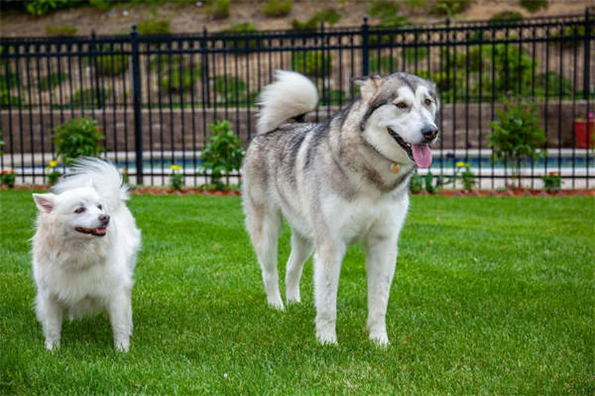 Best Puppy Food: 7 Nutrition Tips for Your Growing Dog