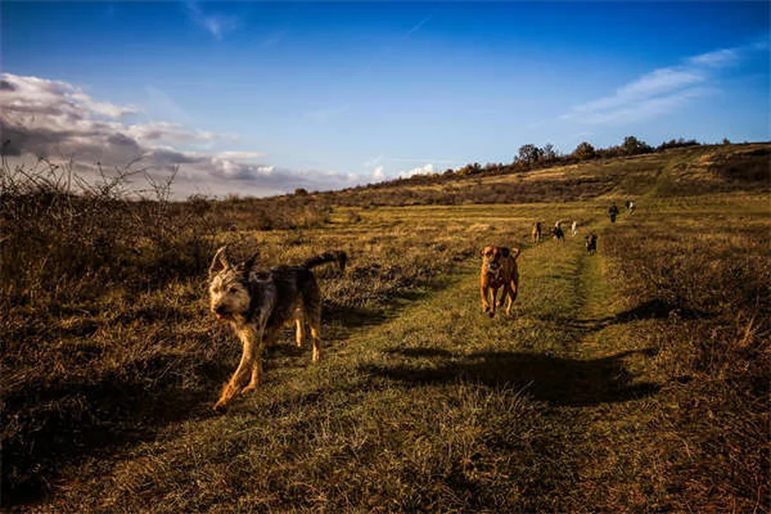 Best Puppy Food: 7 Nutrition Tips for Your Growing Dog
