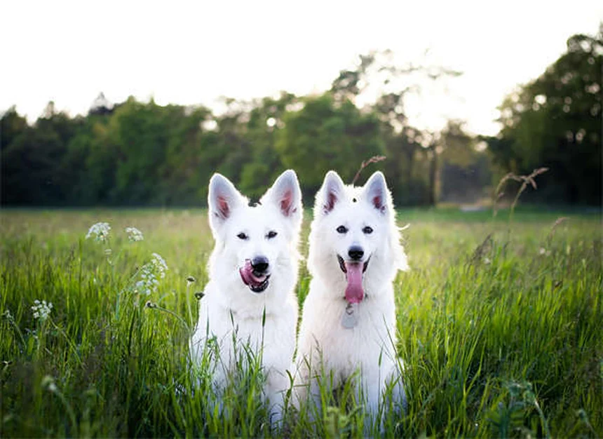 Best Puppy Feeding Schedule: How Often & How Much to Feed