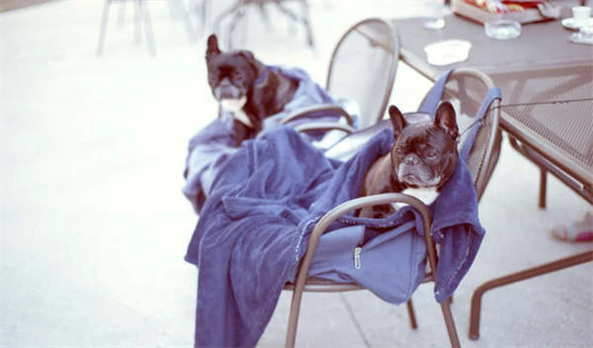 Best Puppy Feeding Schedule: How Often & How Much to Feed