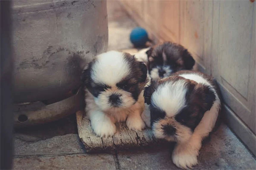 Best Puppy Feeding Schedule: How Often & How Much to Feed