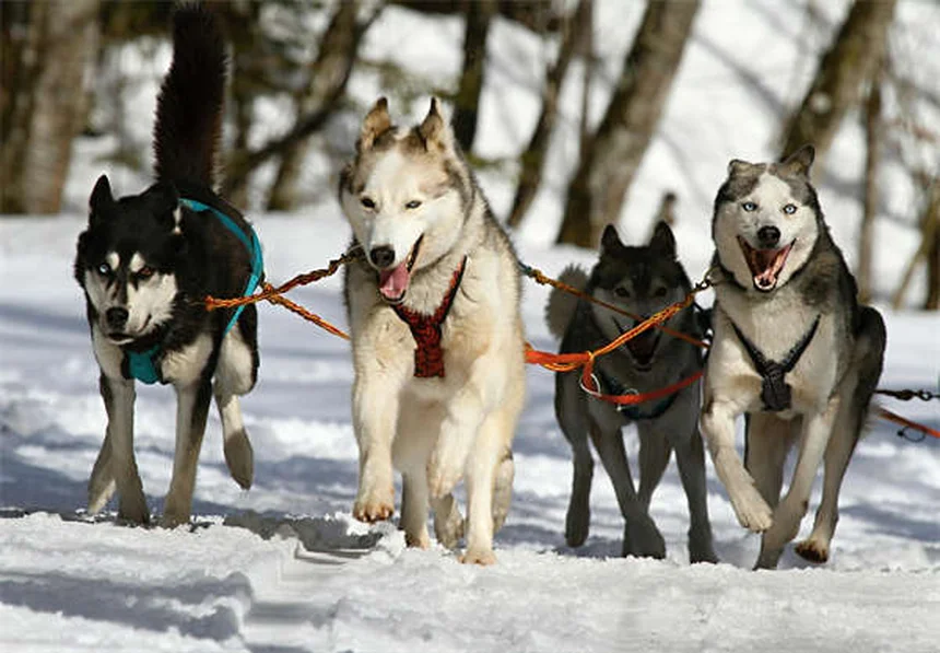 Bringing Home a New Puppy: Essential Tips for First-Time Owners