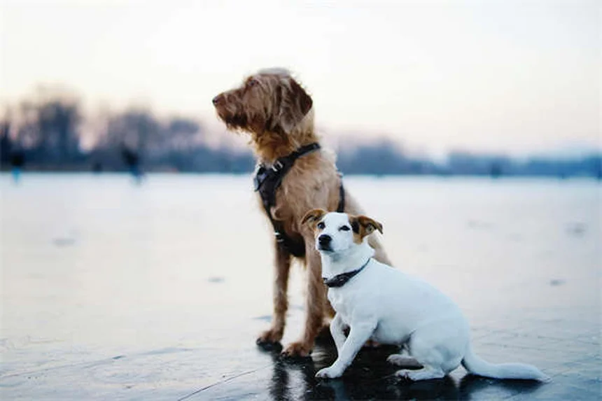 Bringing Home a New Puppy: Essential Tips for First-Time Owners