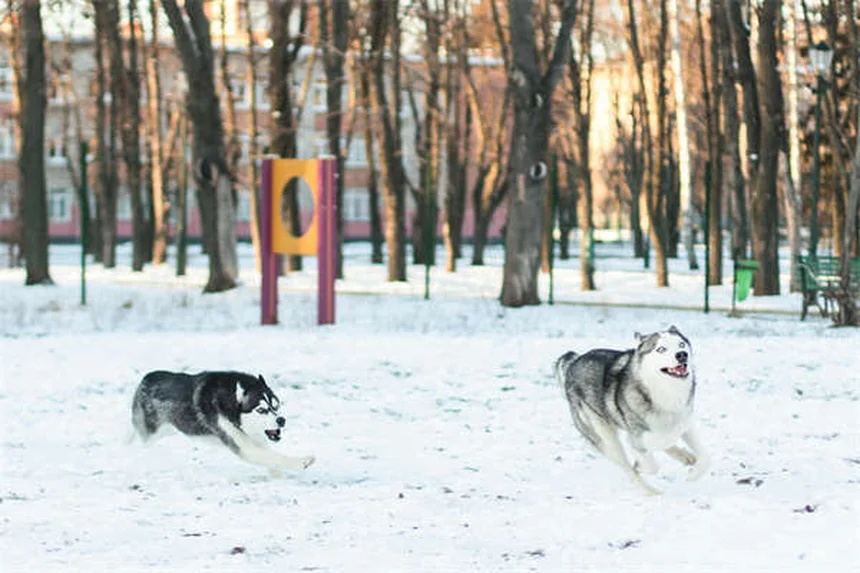 Metronidazole for Dogs and Cats: Uses, Dosage & Side Effects