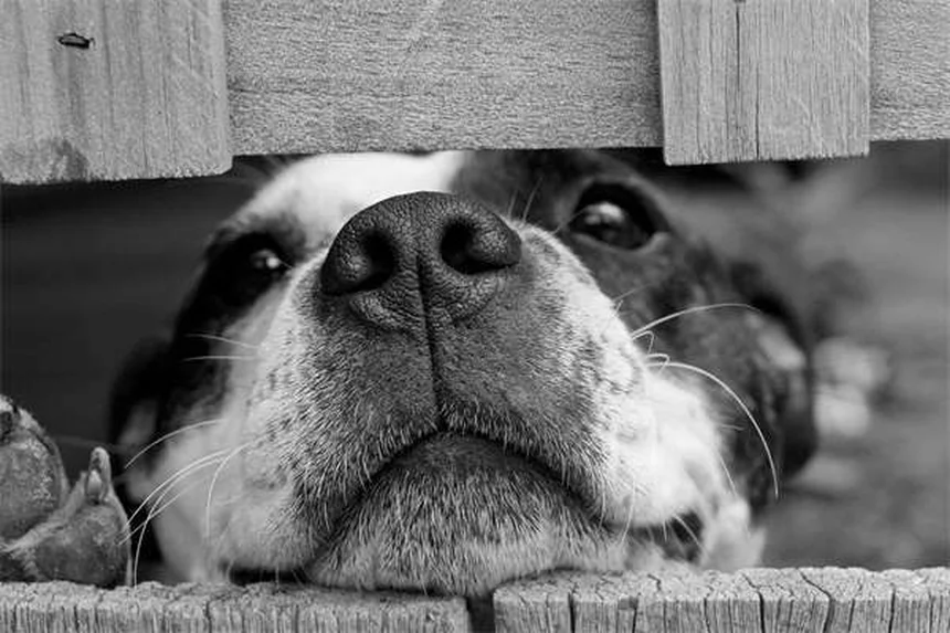 Top 10 Most Popular Dog Breeds in America (2025 AKC Rankings)
