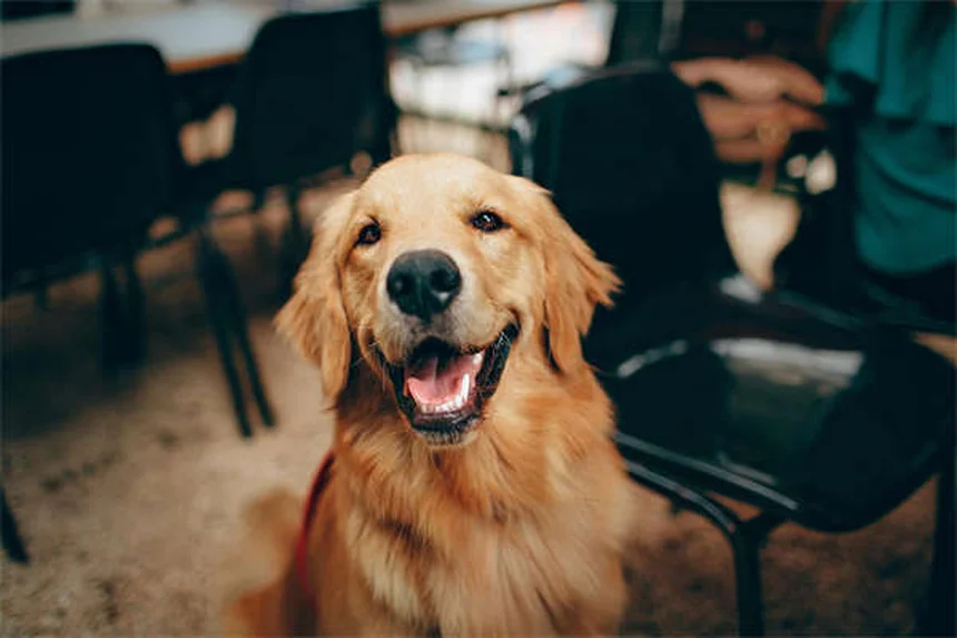 Top 10 Most Popular Dog Breeds in America (2025 AKC Rankings)