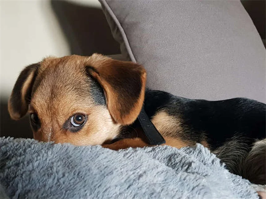Why Do Snakes Bite Dogs? 5 Critical Facts Every Pet Owner Should Know