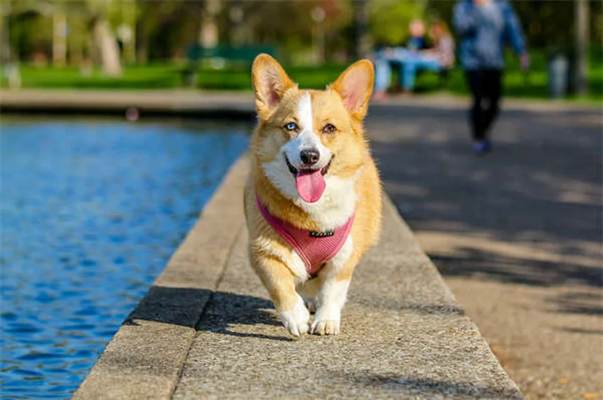 5 Proven Ways to Help Your Constipated Dog Poop Fast