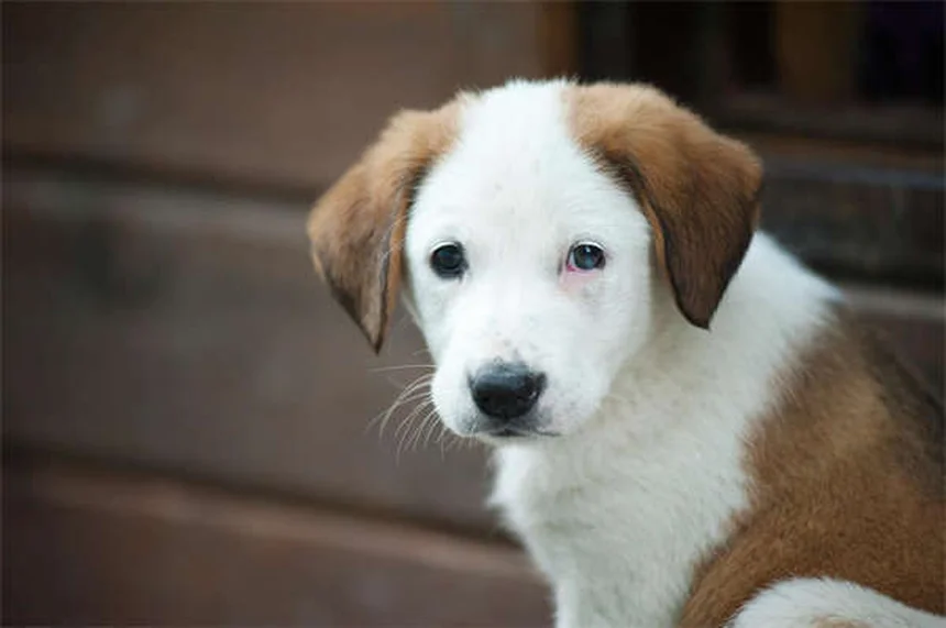 5 Proven Ways to Stop Compulsive Dog Behaviors Fast