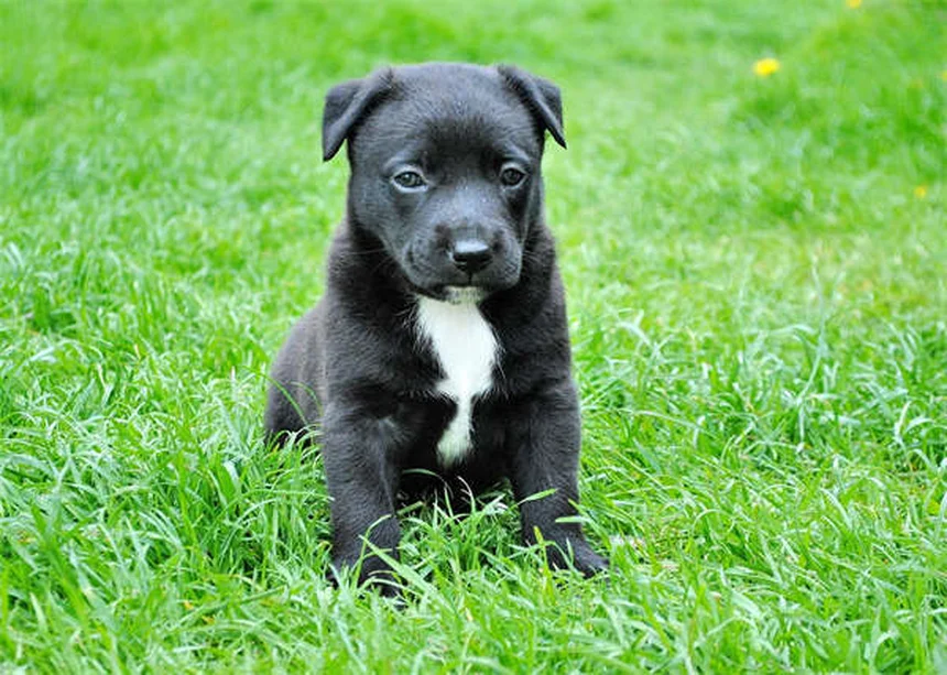 5 Proven Ways to Stop Compulsive Dog Behaviors Fast