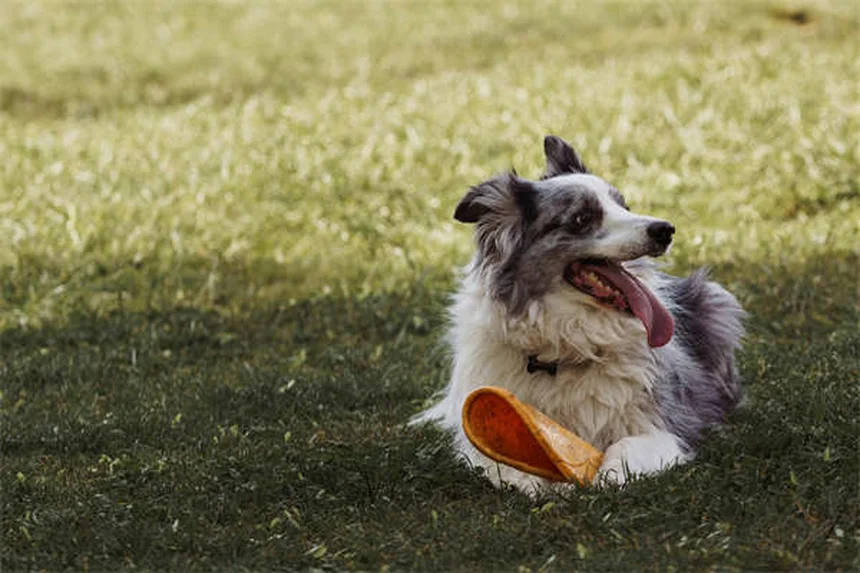Puppy Socialization 101: How to Raise a Confident Dog in 6 Easy Steps