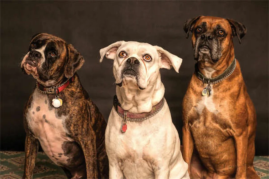 Puppy Socialization 101: How to Raise a Confident Dog in 6 Easy Steps