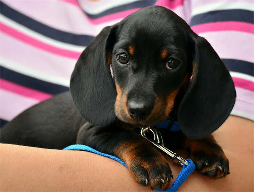 Puppy Sleep Guide: How Much Do Puppies Sleep & Best Bedtime Tips