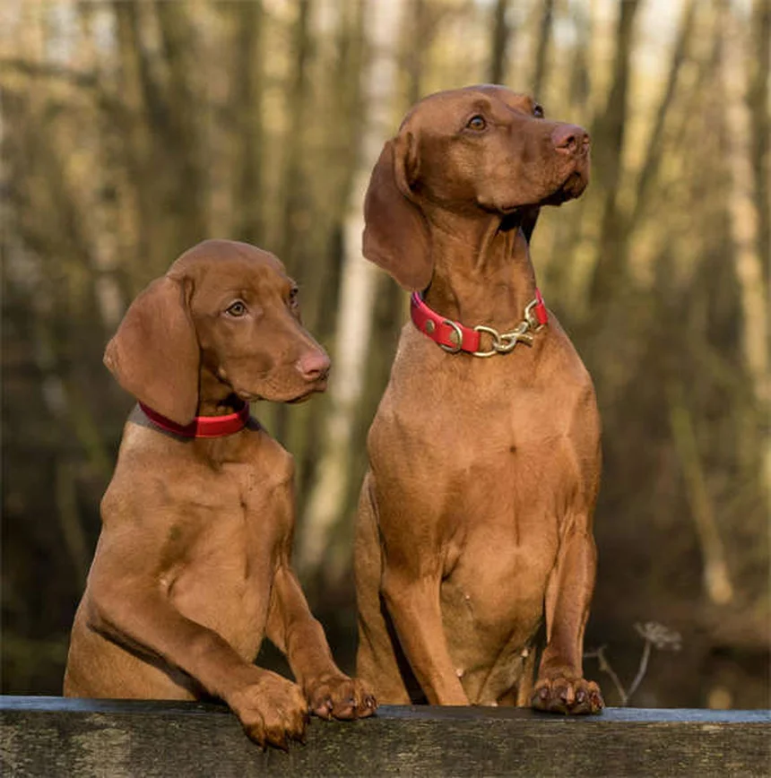 Puppy's First Vet Visit: What to Expect & How to Prepare