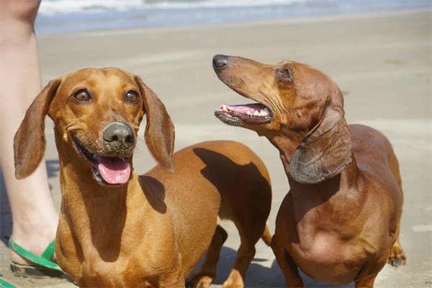 Gerbils with Tumors: 5 Warning Signs Every Owner Should Know