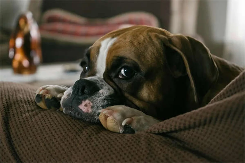 12 Reasons Why Your Dog Is Peeing in the House (And How to Stop It)