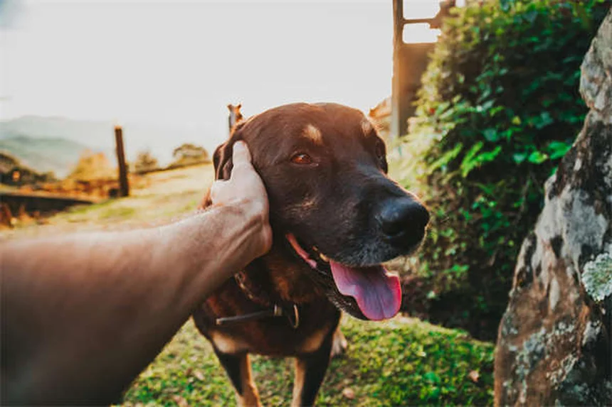 12 Reasons Why Your Dog Is Peeing in the House (And How to Stop It)