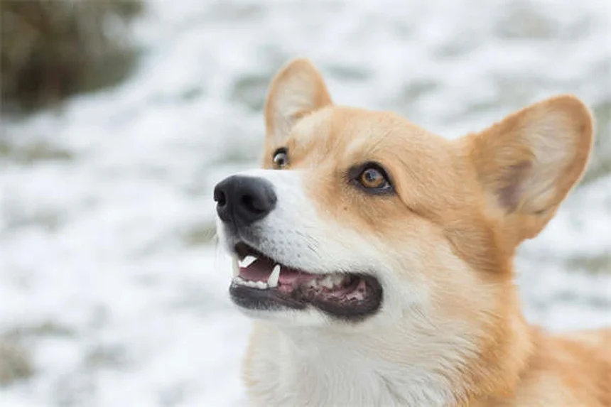 How to Fix Leash Reactivity in Dogs: 5 Proven Training Methods