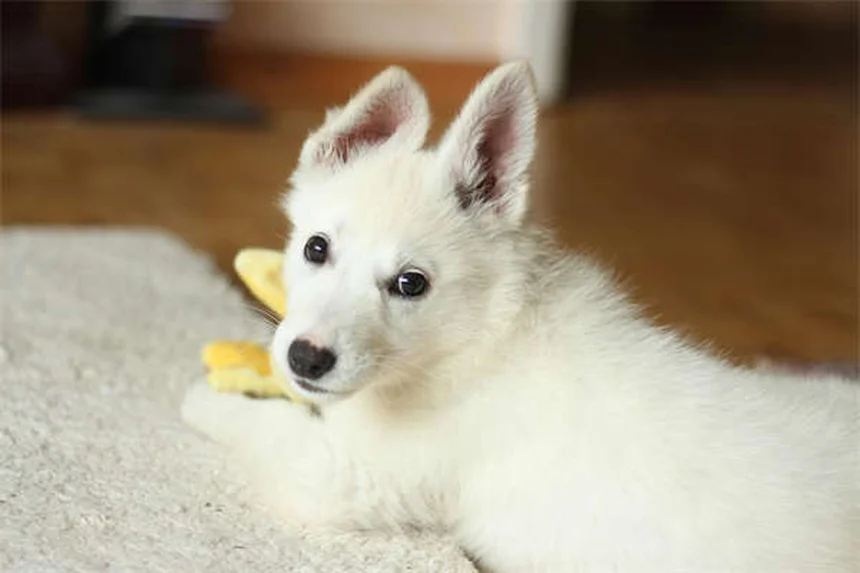 Is Your Dog's Bed Causing Allergies? 5 Signs to Watch For