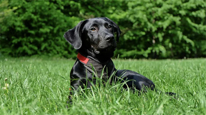 Dog Spay Surgery: What to Expect & Why It's Important