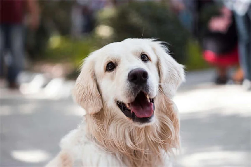 Dog Obesity: 7 Warning Signs Your Pup is Overweight