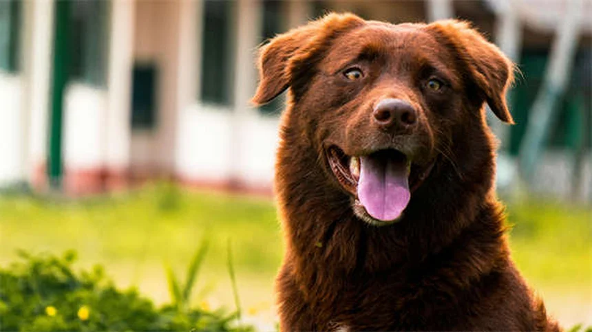 Dog Obesity: 7 Warning Signs Your Pup is Overweight