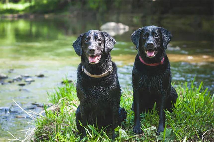 Top 8 Most Popular Pets in America (2023 Stats & Trends)