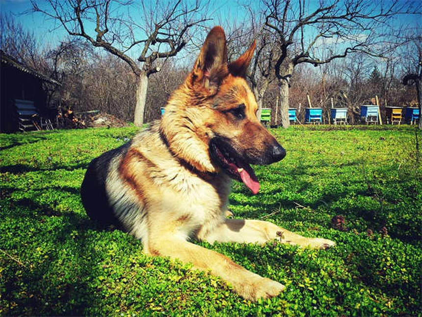Top 8 Most Popular Pets in America (2023 Stats & Trends)