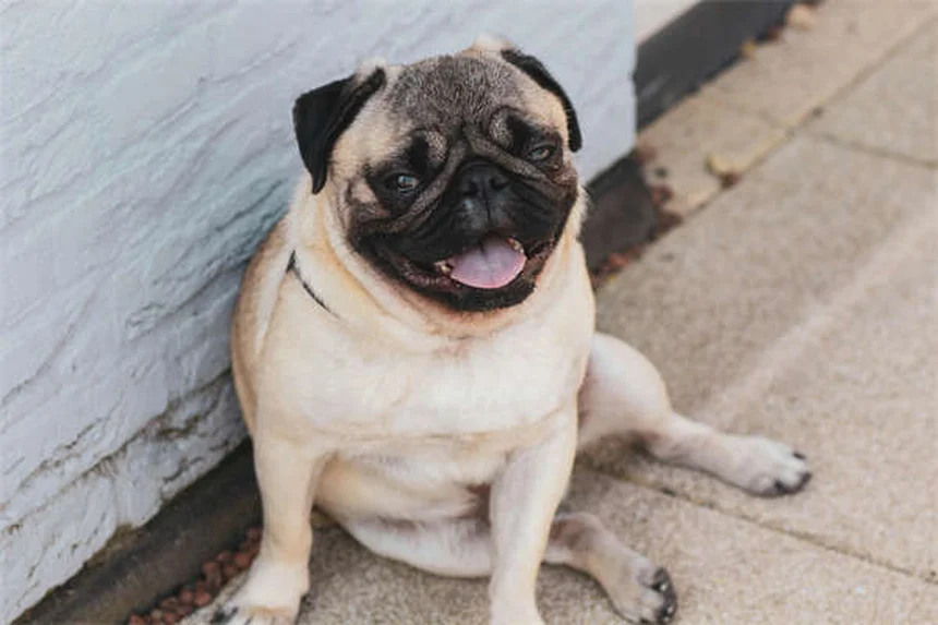 Top 8 Most Popular Pets in America (2023 Stats & Trends)