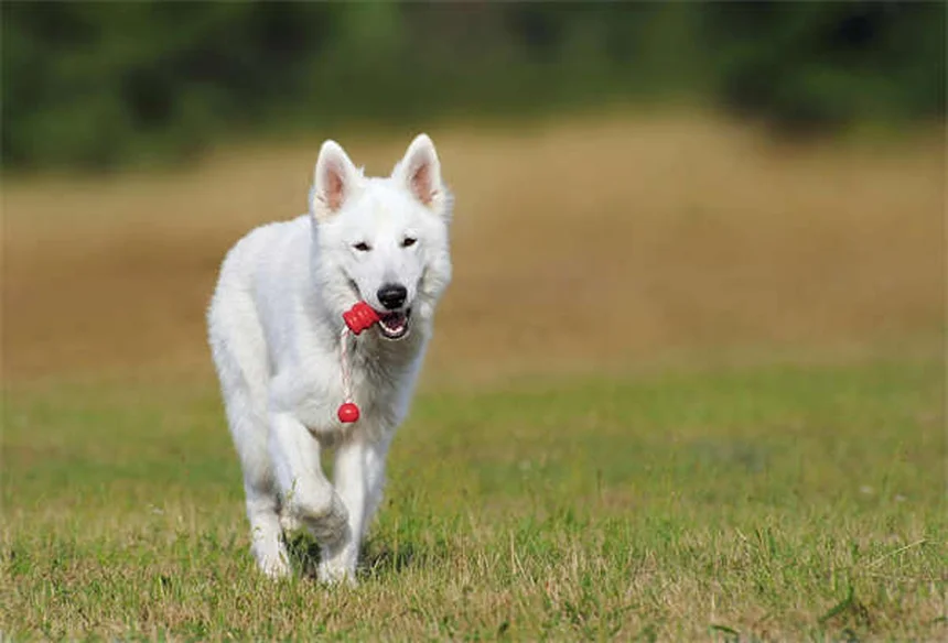 Fear Aggression in Dogs: 7 Signs & How to Stop It Safely