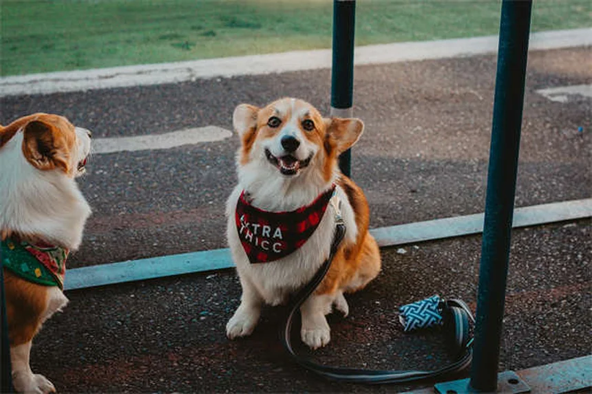 Fear Aggression in Dogs: 7 Signs & How to Stop It Safely