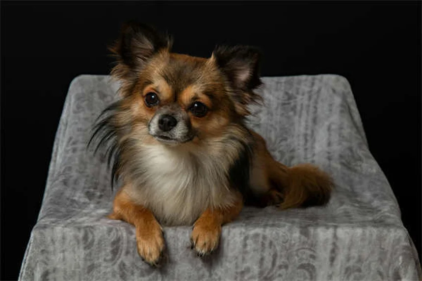 Fear Aggression in Dogs: 7 Signs & How to Stop It Safely