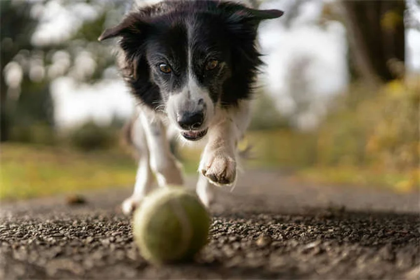 Best Dog Ramps for Senior Dogs: Safe Solutions for Aging Pups