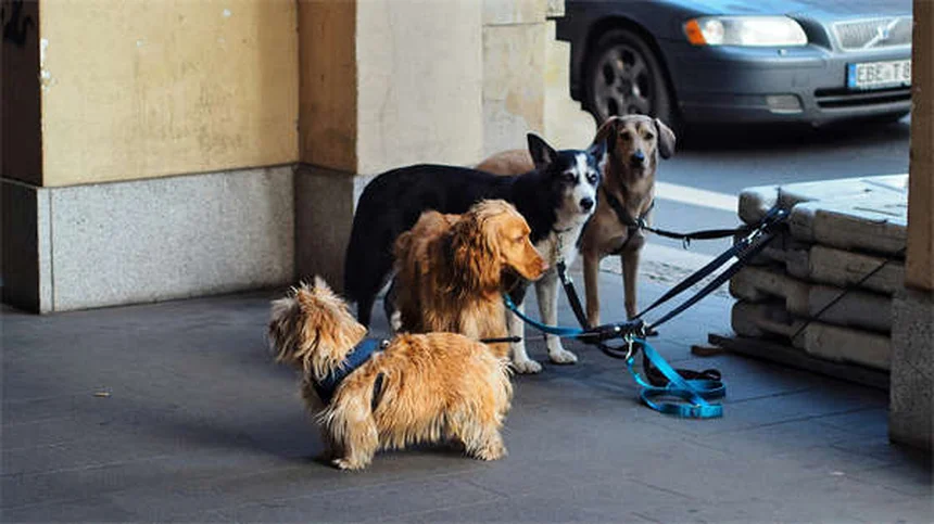 Best Dog Ramps for Senior Dogs: Safe Solutions for Aging Pups