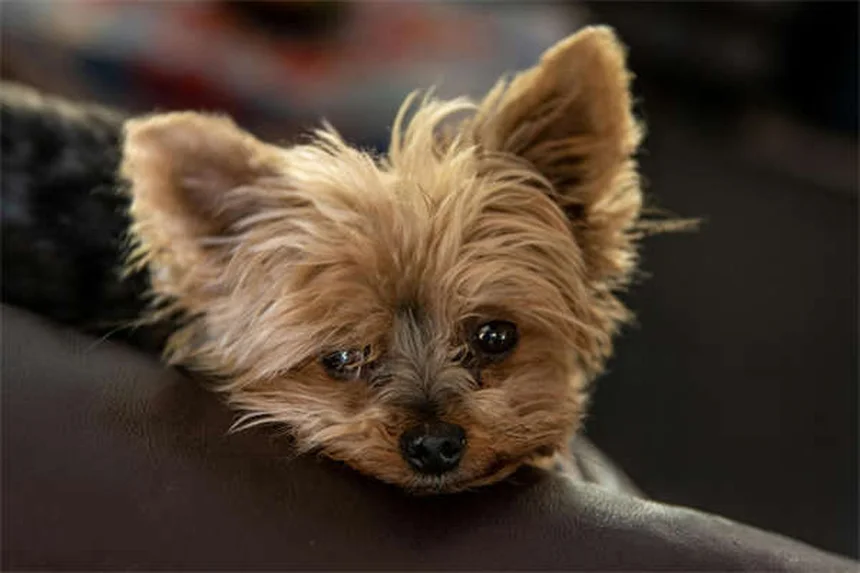 Dog Arthritis in Cold Weather: 7 Proven Ways to Ease Your Pup's Pain