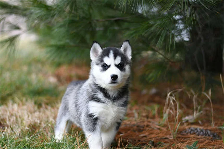Dog Arthritis in Cold Weather: 7 Proven Ways to Ease Your Pup's Pain