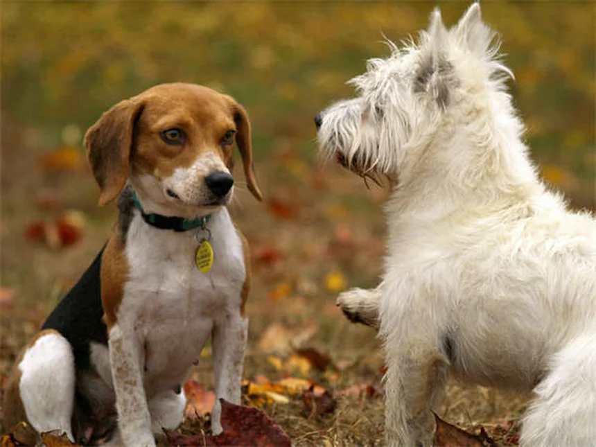 How Do Cats Communicate With Each Other? 5 Fascinating Ways