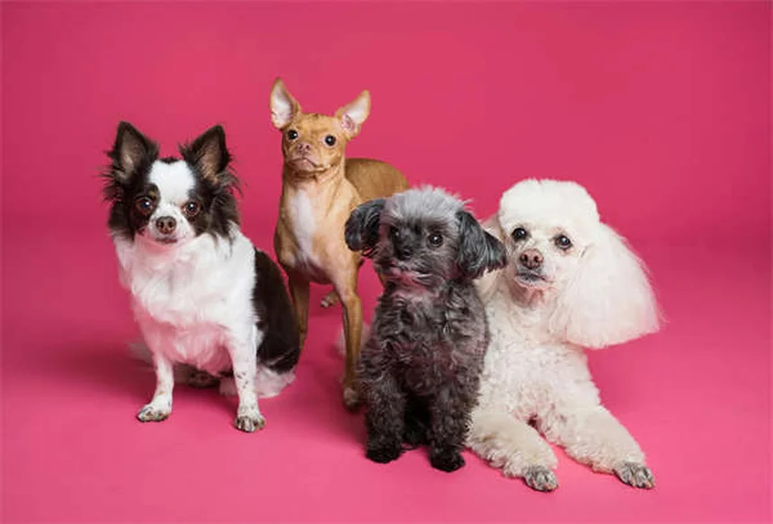 How to Help a Dog With Separation Anxiety: 5 Proven Solutions