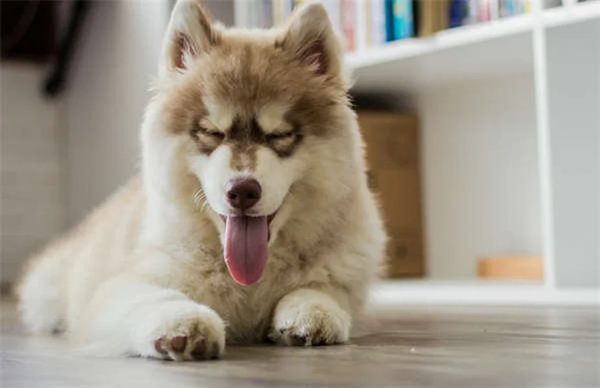 How to Help a Dog With Separation Anxiety: 5 Proven Solutions