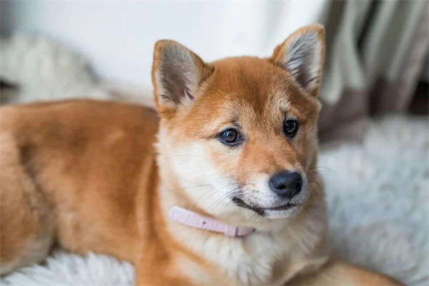 Chronic Diarrhea in Dogs: 7 Proven Ways to Stop the Mess