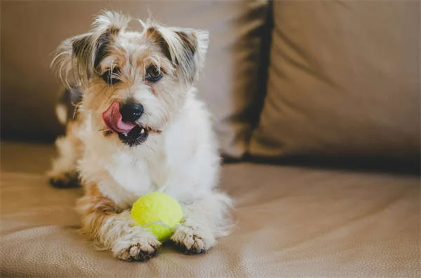 Why Is My Dog Not Drinking Water? 7 Common Causes & Solutions