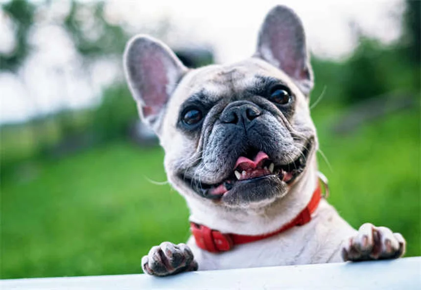 Why Is My Dog Not Drinking Water? 7 Common Causes & Solutions