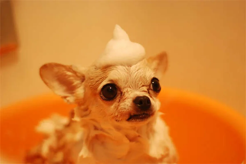 Why Is My Dog Not Drinking Water? 7 Common Causes & Solutions
